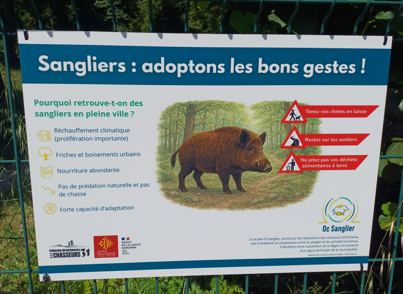 Des actions de sensibilisation pour mieux cohabiter avec le sanglier en milieu urbain.