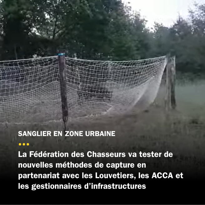 Test d'une nouvelle méthode de capture de sangliers aux abords de l'A61