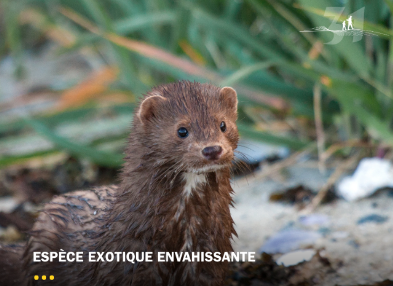 Gérer le vison d’Amérique pour conserver le Desman des Pyrénées