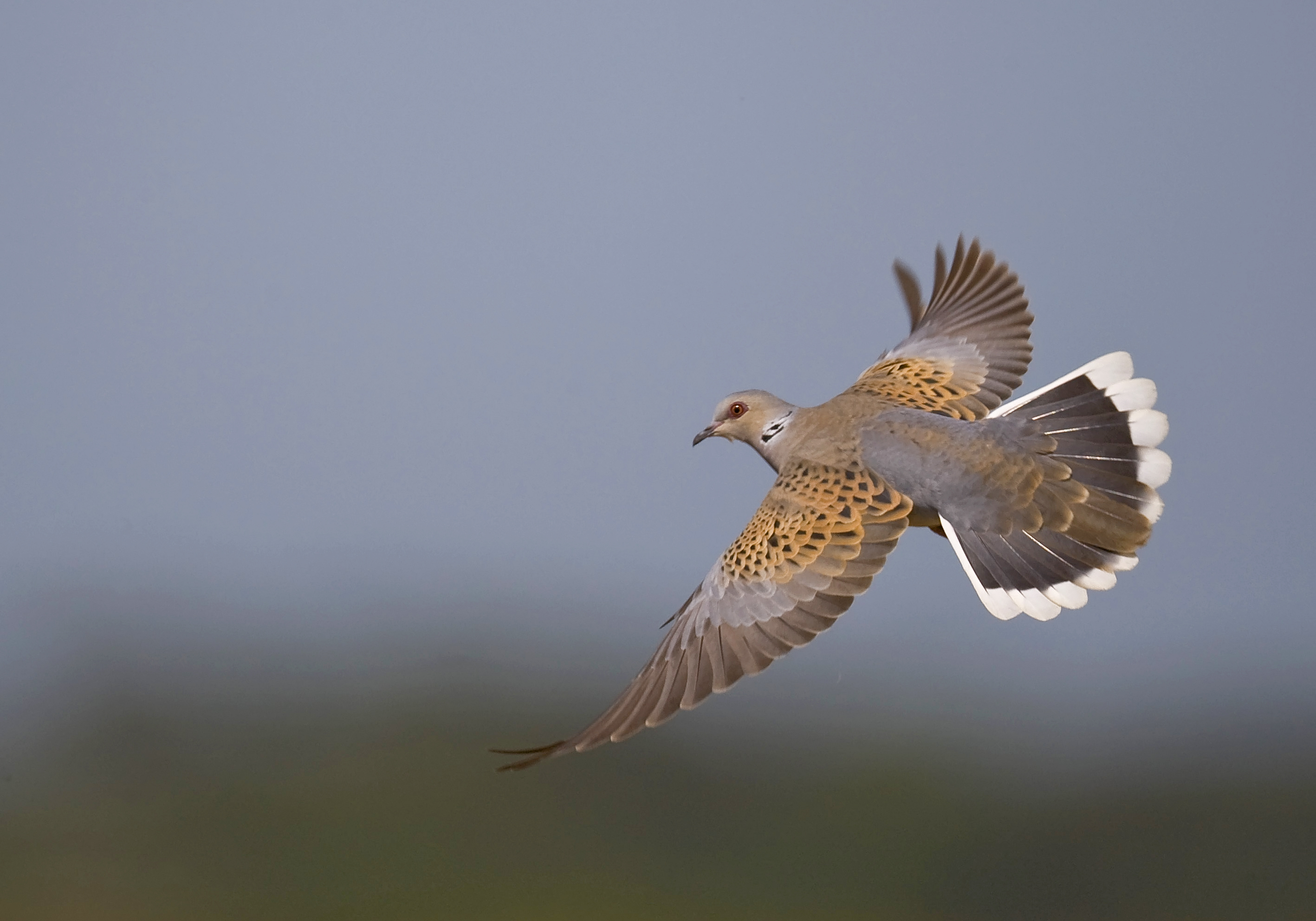 Ouverture de la tourterelle des bois, l’arrêté est publié !