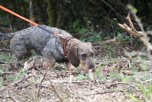 ARGGB46 : Stage d'initiation (7ème édition) pour devenir conducteur de chien de sang