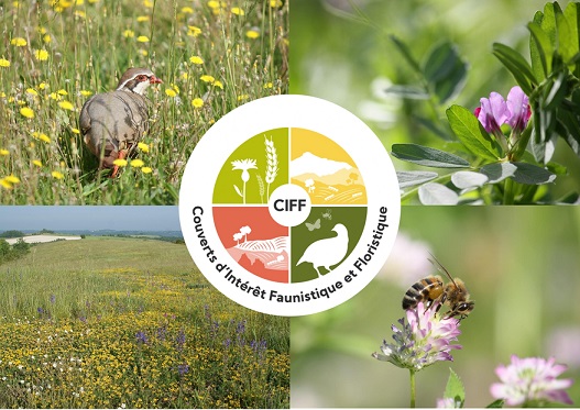 CIFF : des pratiques favorables à la petite faune sauvage et aux pollinisateurs.