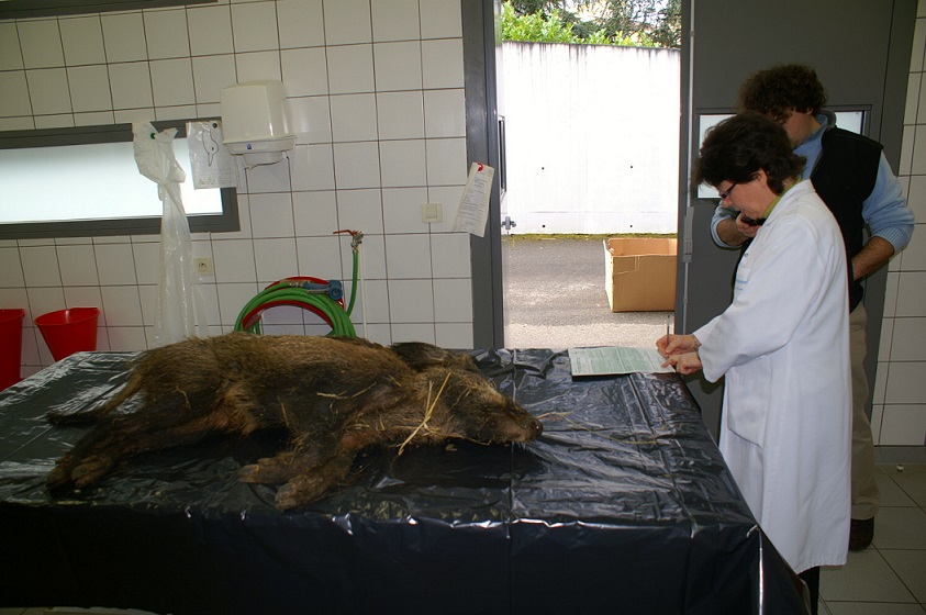 2 sangliers détectés positifs à la Tuberculose Bovine dans le département du Lot