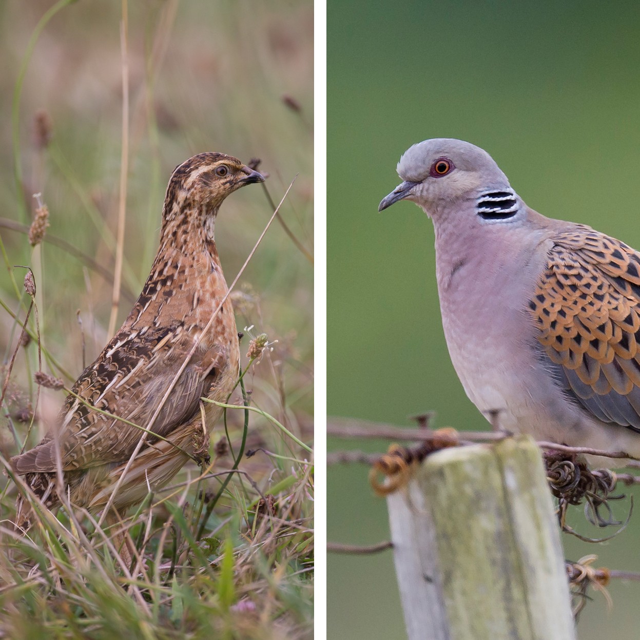Caille des blés & Tourterelle des bois – Ouverture et réglementation 2025