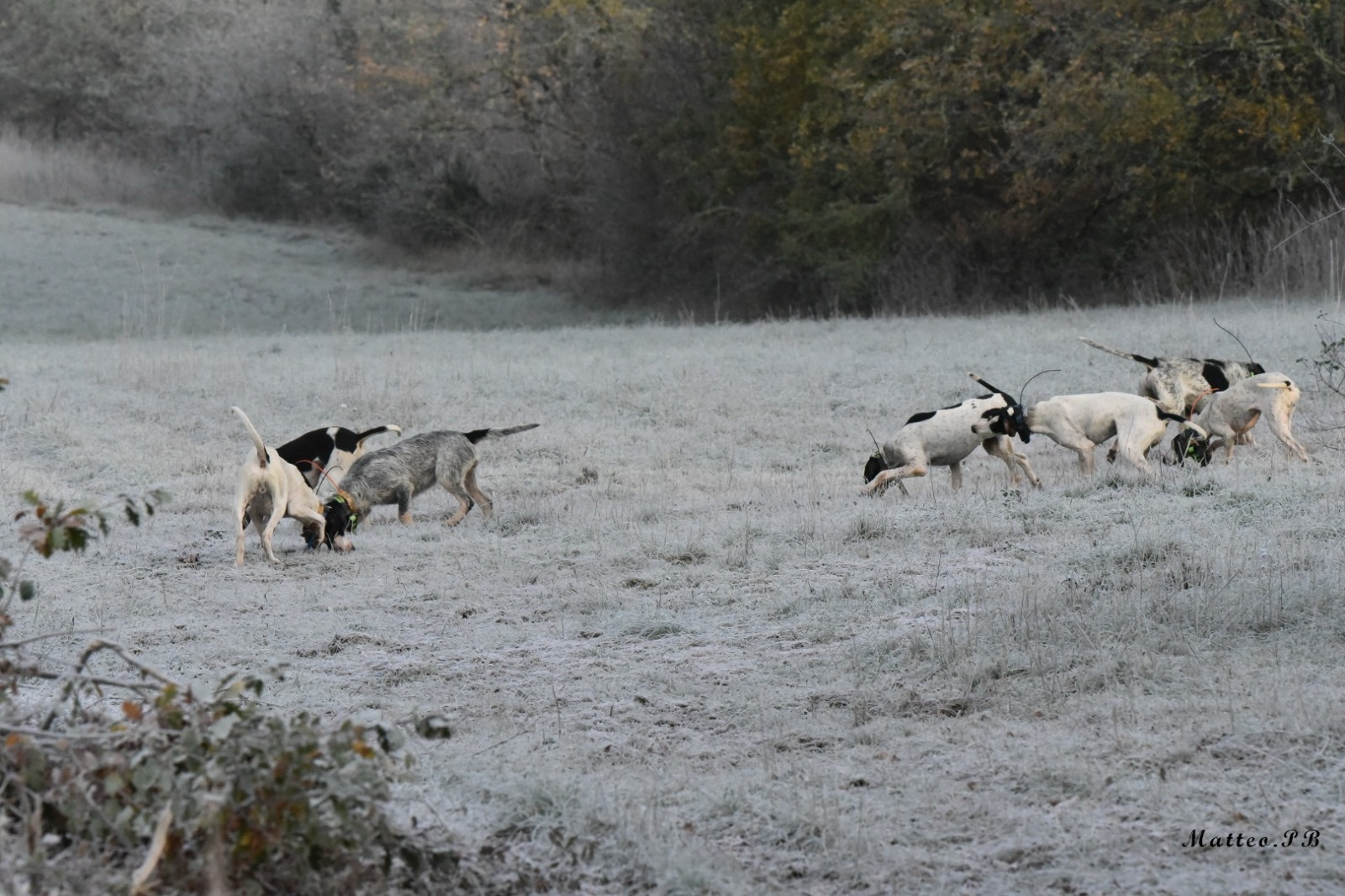 NOUVEAUTÉ CHASSE 2026 : Talkies-walkies & GPS pour chiens, ce qui change 