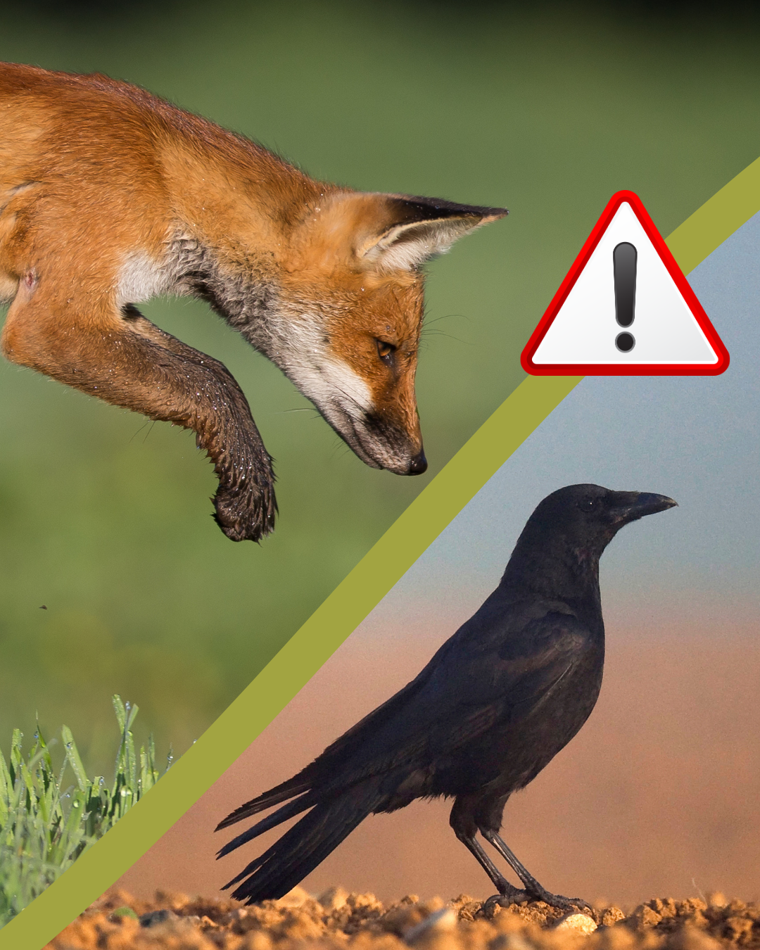 INFO RÉGLEMENTAIRE – ESOD « Espèce Susceptible d'Occasionner des Dégâts »