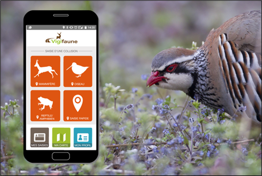 Vigifaune : un clic pour améliorer nos connaissances sur la perdrix rouge et le lapin de garenne