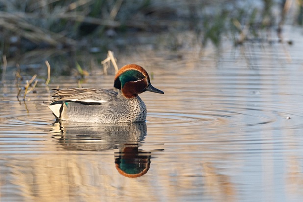 Gibier d'eau - Ouverture et règlementation