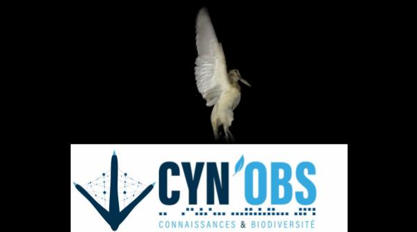 Programme Cyn'Obs : Le suivi de la Bécasse des bois mis à l'honneur dans un film