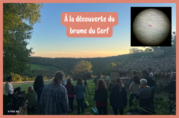 Sortie Brame du Cerf à Bruniquel : une immersion au cœur de la nature