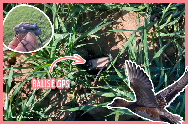 Bilan d'un suivi migratoire exceptionnel d'un canard siffleur !