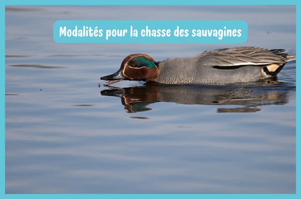 Modalités pour la chasse du gibier d'eau pour la saison 2025/2026