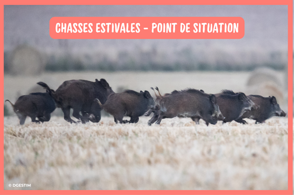 Chasses estivales - point de situation
