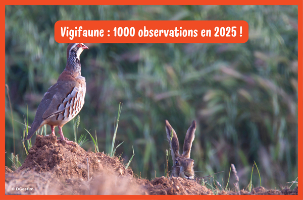 Vigifaune : plus de 1000 observations en 2025, la faune sauvage sous haute vigilance !