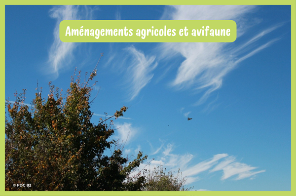 Quand les aménagements agricoles favorisent l’avifaune