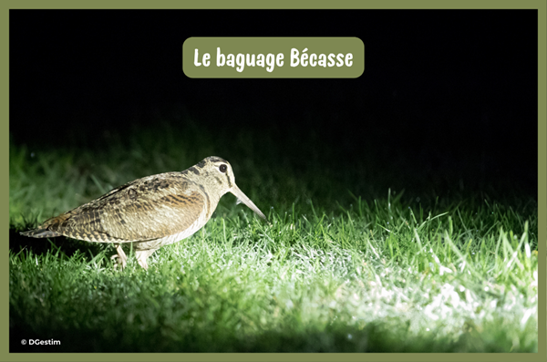 Le baguage Bécasse en Tarn-et-Garonne !
