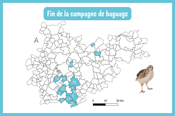 Fin de la campagne de baguage pré-nuptiale de la Caille des blés