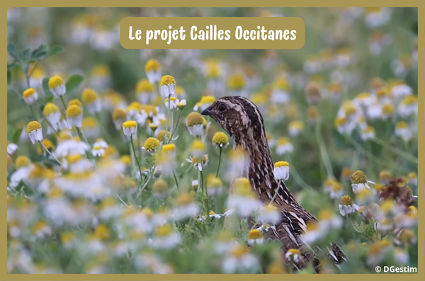 Le projet Cailles Occitanes