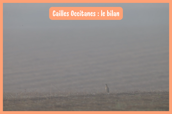 Bilan de la Saison 2023-2024 du Projet Cailles Occitanes