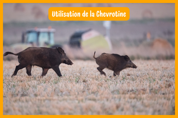 Utilisation de la chevrotine