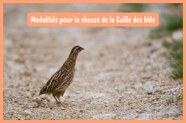 Modalités pour la chasse de la caille des blés pour la saison 2025/2026