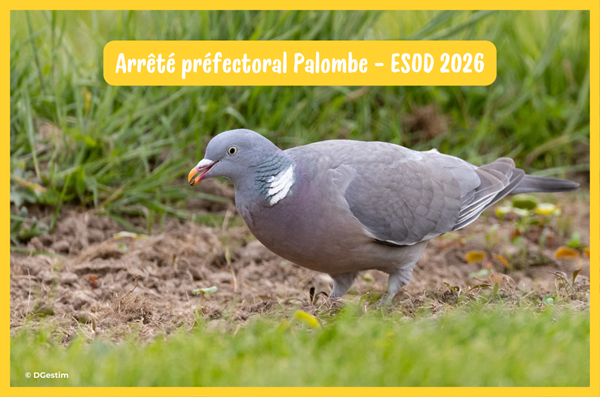 Classement ESOD du Pigeon Ramier