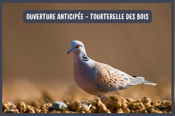 ALERTE INFO : Ouverture anticipée de la Tourterelle des bois