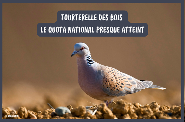 ALERTE INFO : Tourterelle des bois, le quota national est presque atteint !