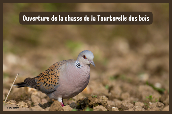 Ouverture de la chasse de la Tourterelle des bois