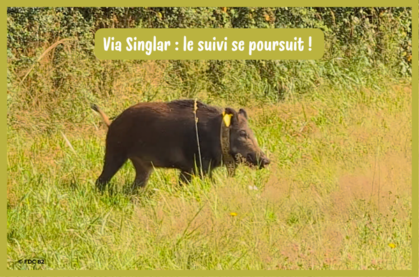 Via Singlar : deux nouveaux sangliers suivis par colliers GPS !