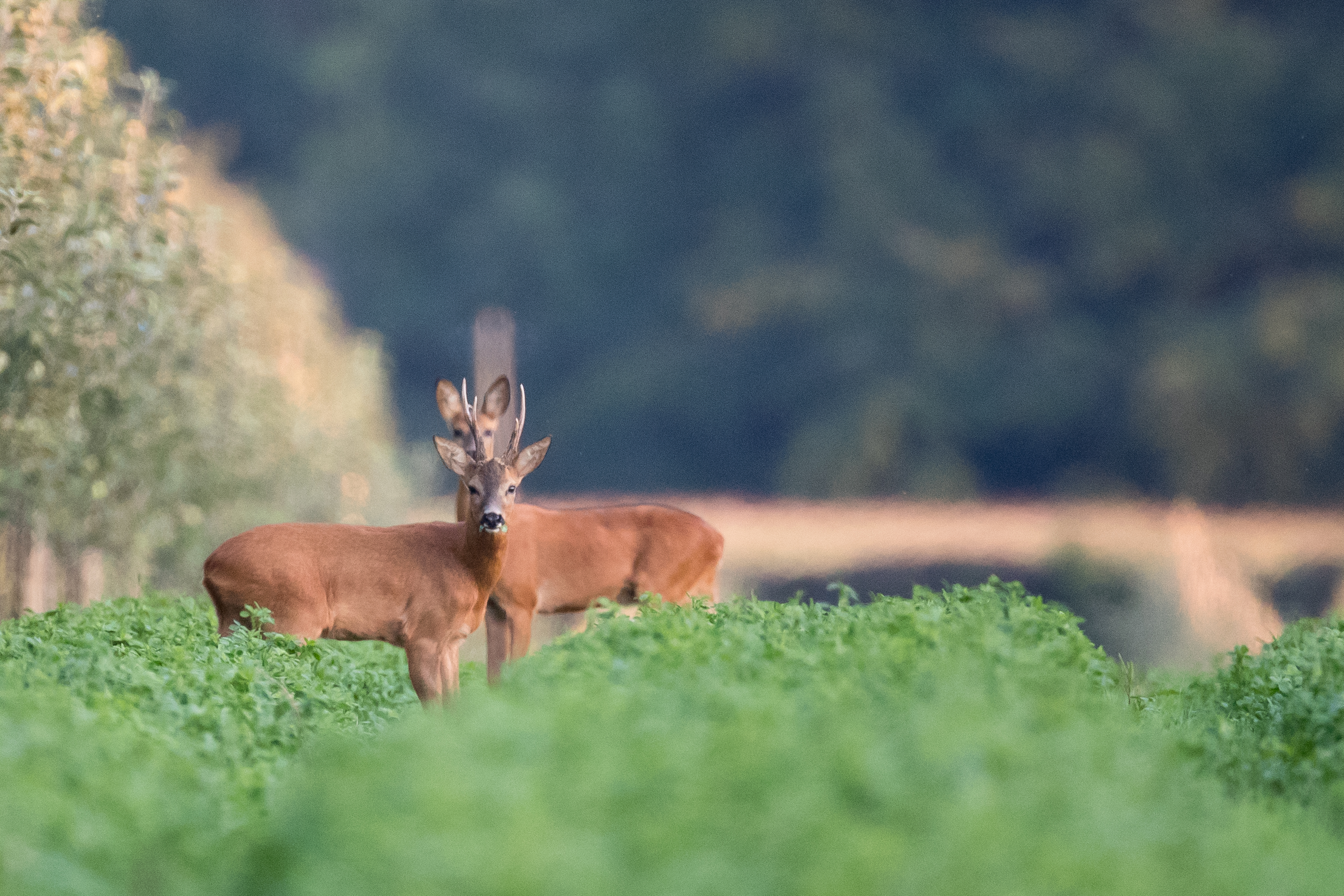 VIGIFAUNE : Un oeil vigilant sur la Nature !