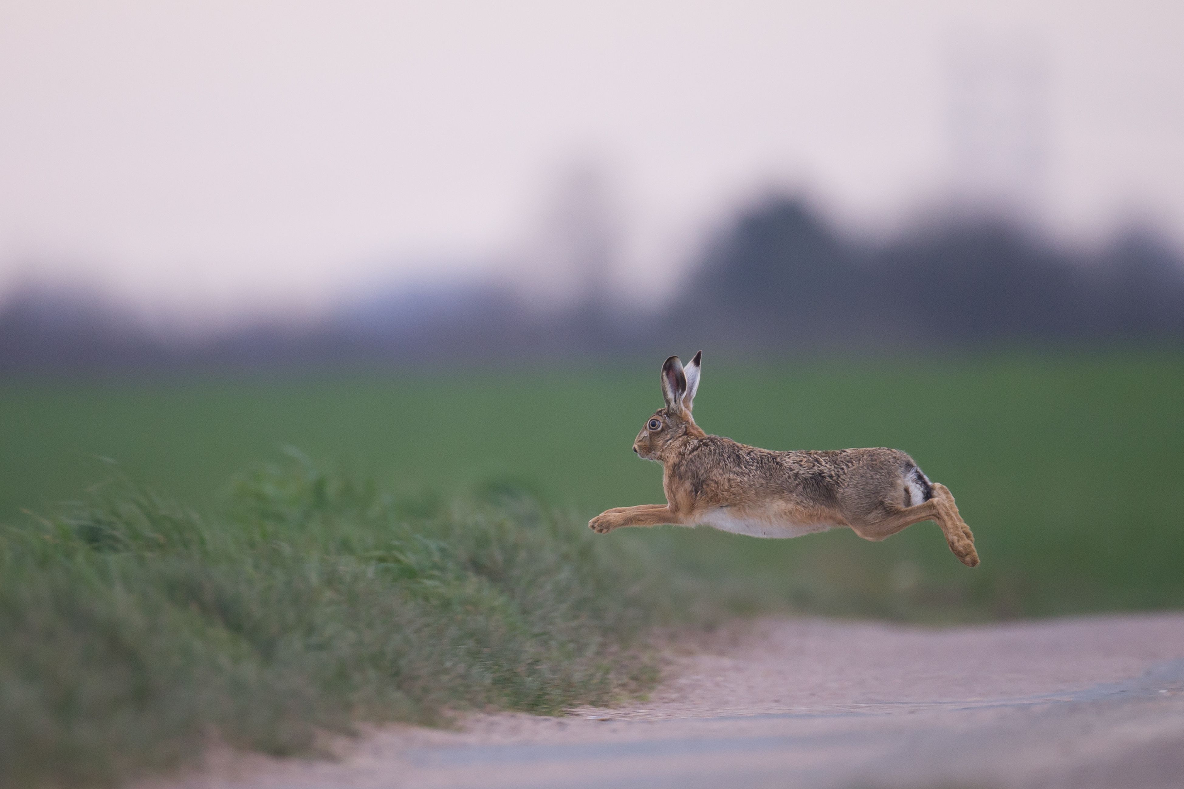 CYNOBS : Suivi annuel de la faune sauvage dans le Tarn-et-Garonne